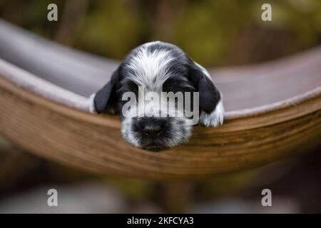 Englisch Cocker Spaniel auf Palmblatt Stockfoto