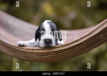 Englisch Cocker Spaniel auf Palmblatt Stockfoto