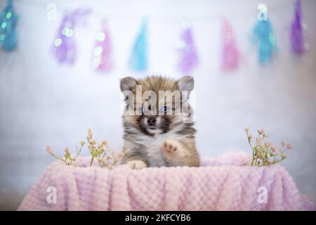 Pomsky Puppy Stockfoto