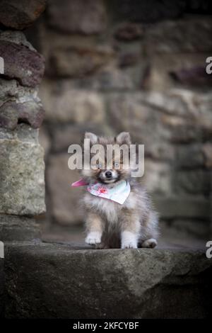 Pomsky Puppy Stockfoto