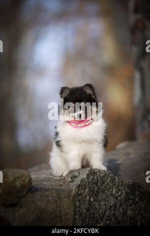 Pomsky Puppy Stockfoto