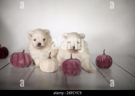 Pomsky Welpen Stockfoto