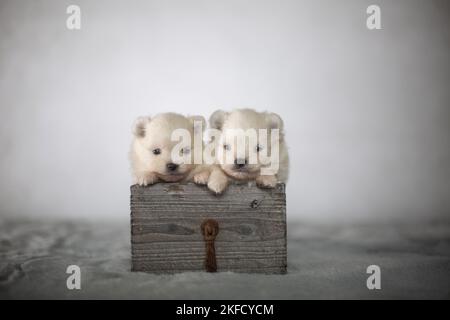 Pomsky Welpen Stockfoto