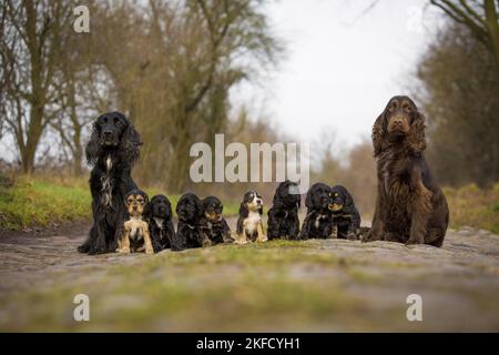 Englische Cocker Spaniel Familie Stockfoto