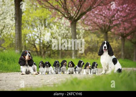 Englische Cocker Spaniel Familie Stockfoto