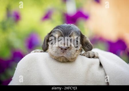 Liegender englischer Cocker Spaniel Welpe Stockfoto
