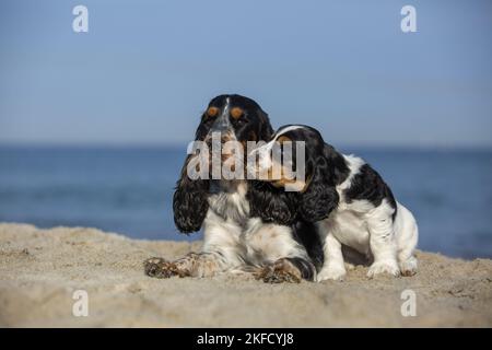 Englisch Cocker Spaniel Welpen sitzen Stockfoto