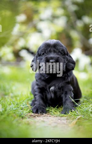 Sitzender englischer Cocker Spaniel Welpe Stockfoto