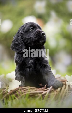 Englisch Cocker Spaniel Welpe in einem Korb Stockfoto