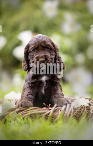 Englisch Cocker Spaniel Welpe in einem Korb Stockfoto
