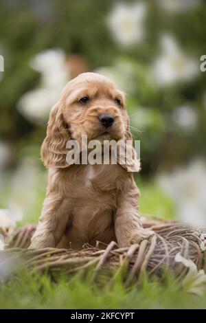 Englisch Cocker Spaniel Welpe in einem Korb Stockfoto