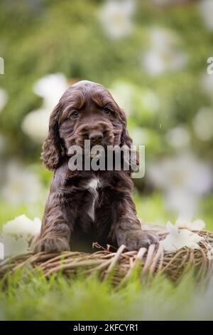 Englisch Cocker Spaniel Welpe in einem Korb Stockfoto