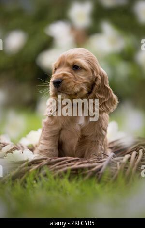 Englisch Cocker Spaniel Welpe in einem Korb Stockfoto