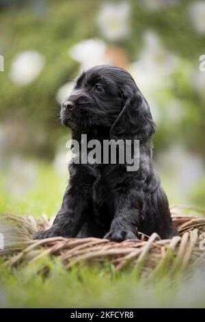 Englisch Cocker Spaniel Welpe in einem Korb Stockfoto
