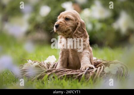Englisch Cocker Spaniel Welpe in einem Korb Stockfoto
