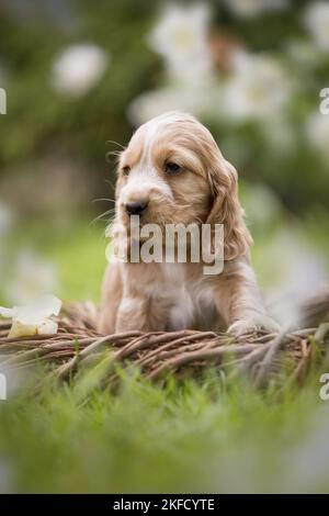 Englisch Cocker Spaniel Welpe in einem Korb Stockfoto