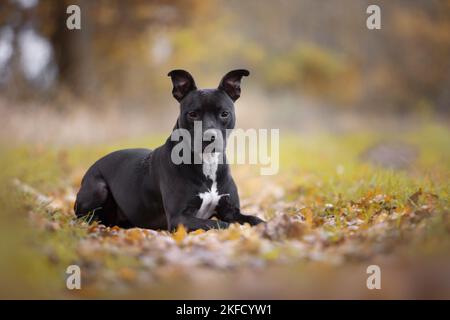 American Pit Bull Terrier liegend Stockfoto