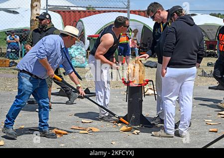 Christchurch, Neuseeland - 11. November 2022; Holzhacken - Männer untersuchen den Holzblock nach dem Stehwettbewerb. Stockfoto