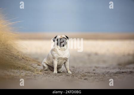 Mops an der Ostsee Stockfoto