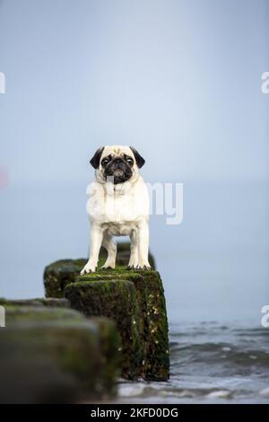 Mops an der Ostsee Stockfoto