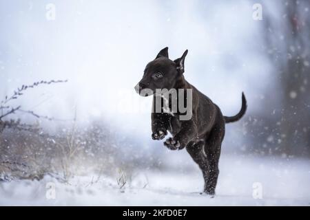 Greyhound Welpe im Schnee Stockfoto