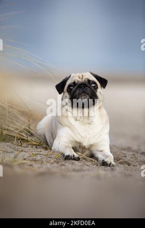 Mops an der Ostsee Stockfoto