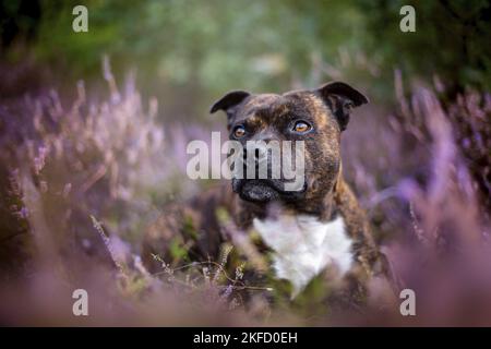Staffordshire Bullterrier in der Heide Stockfoto