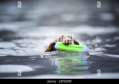 Langhaar Dackel Porträt Stockfoto