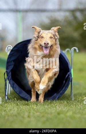 Australian Shepherd auf der Wiese Stockfoto