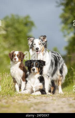 Australian Shepherds Stockfoto