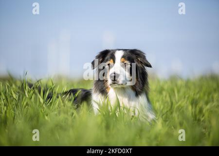 Australian Shepherd auf der Wiese Stockfoto