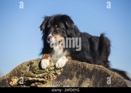 Australian Shepherd liegt auf Baumstamm Stockfoto
