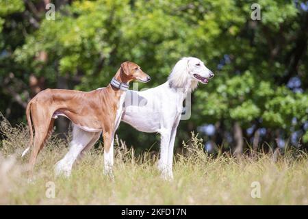 Azawakh und Saluki Stockfoto