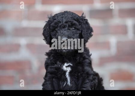 Labradoodle Stockfoto