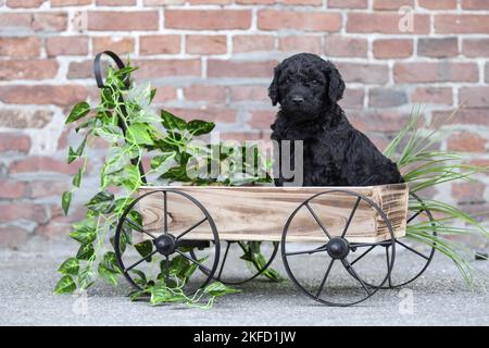 Labradoodle Welpen Stockfoto