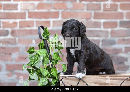 Labradoodle Welpen Stockfoto