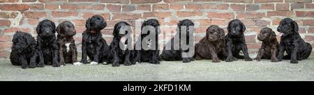 Labradoodle Welpen Stockfoto