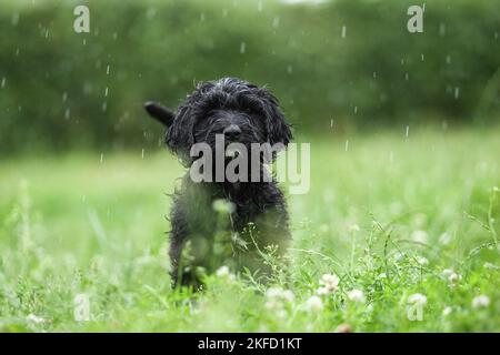 Schwarzer Labradodle auf der Wiese Stockfoto