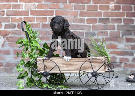 Labradoodle Stockfoto