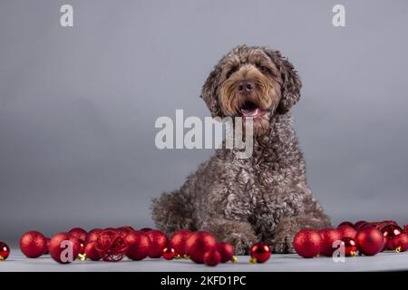 Männlicher brauner Labradoodle Stockfoto