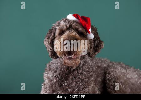 Männlicher brauner Labradoodle Stockfoto