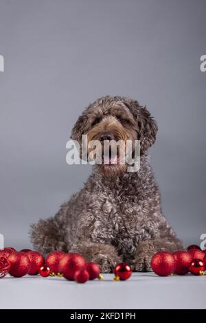 Männlicher brauner Labradoodle Stockfoto