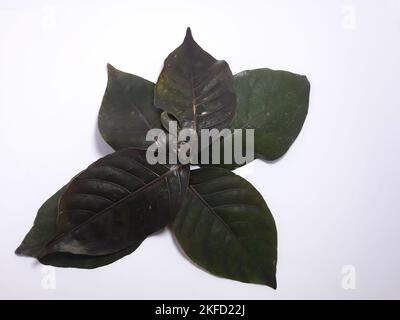 Violette Blattpflanze, die als pflanzliche Medizin verwendet werden kann. Graptophyllum pictum in lateinisch Stockfoto
