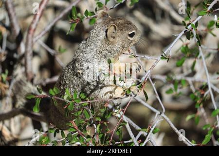 Ein Felshörnchen, das an einem Ast hängt. South Rim, Grand Canyon National Park, Arizona, USA Stockfoto