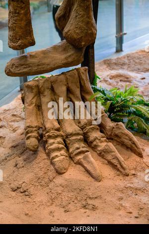 Dinosaurier-Fossilien aus der Nähe in der Antike Stockfoto