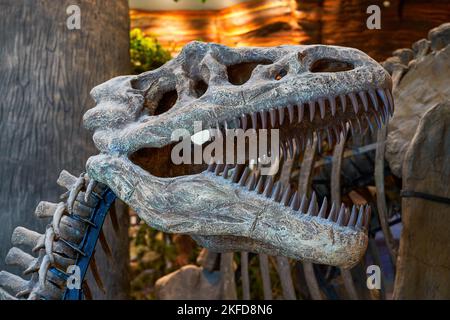 Dinosaurier-Fossilien aus der Nähe in der Antike Stockfoto