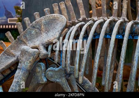 Dinosaurier-Fossilien aus der Nähe in der Antike Stockfoto