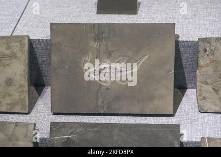 Dinosaurier-Fossilien aus der Nähe in der Antike Stockfoto