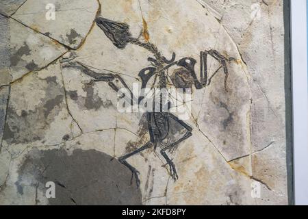 Dinosaurier-Fossilien aus der Nähe in der Antike Stockfoto