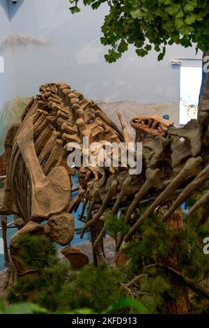 Dinosaurier-Fossilien aus der Nähe in der Antike Stockfoto